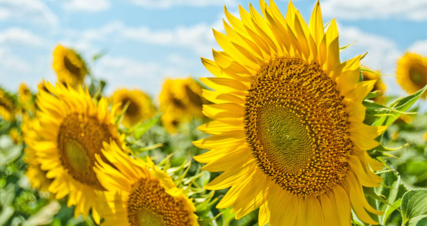 10 Things to Do in the Ann Arbor Area Before Summer Ends
